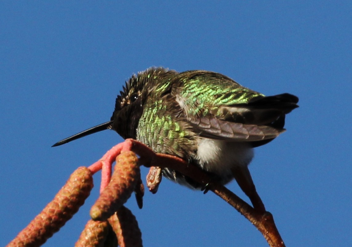 Anna's Hummingbird - ML611547948