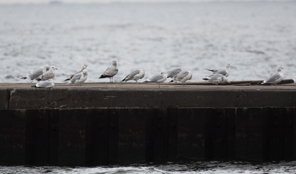 Ring-billed Gull - ML611547970