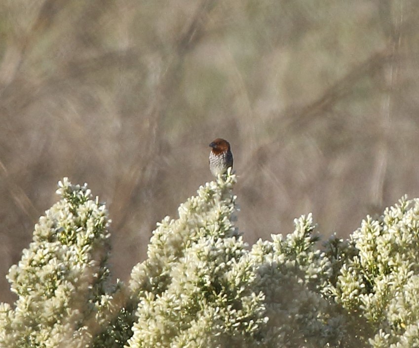 Scaly-breasted Munia - ML611547993