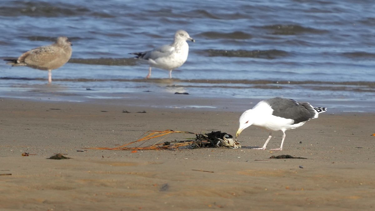 Ring-billed Gull - ML611548233