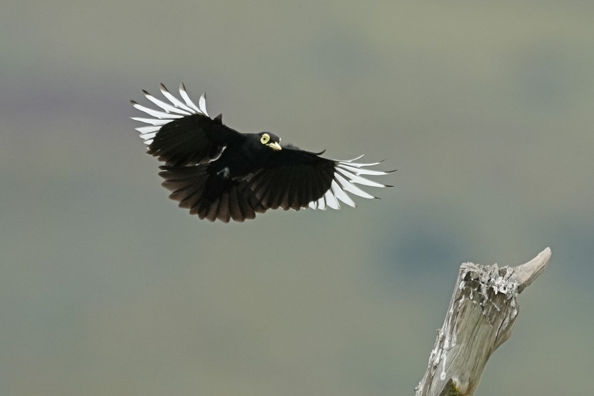 Spectacled Tyrant - ML611548239