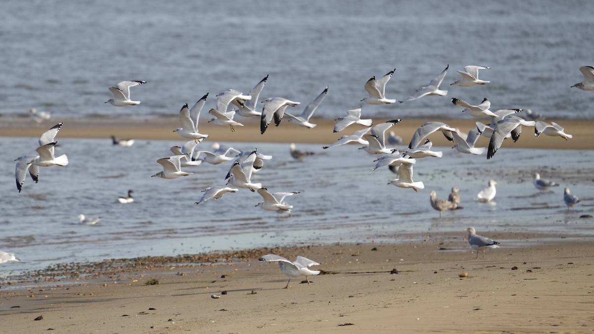 Ring-billed Gull - Sunil Thirkannad