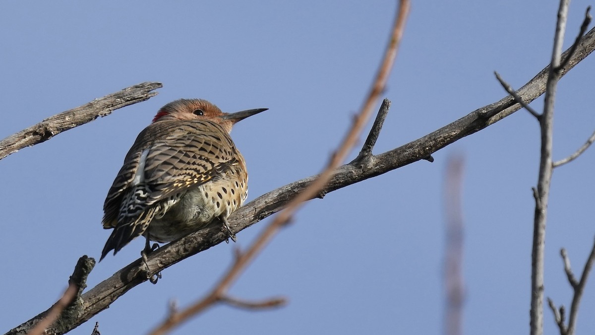 Northern Flicker - Sunil Thirkannad