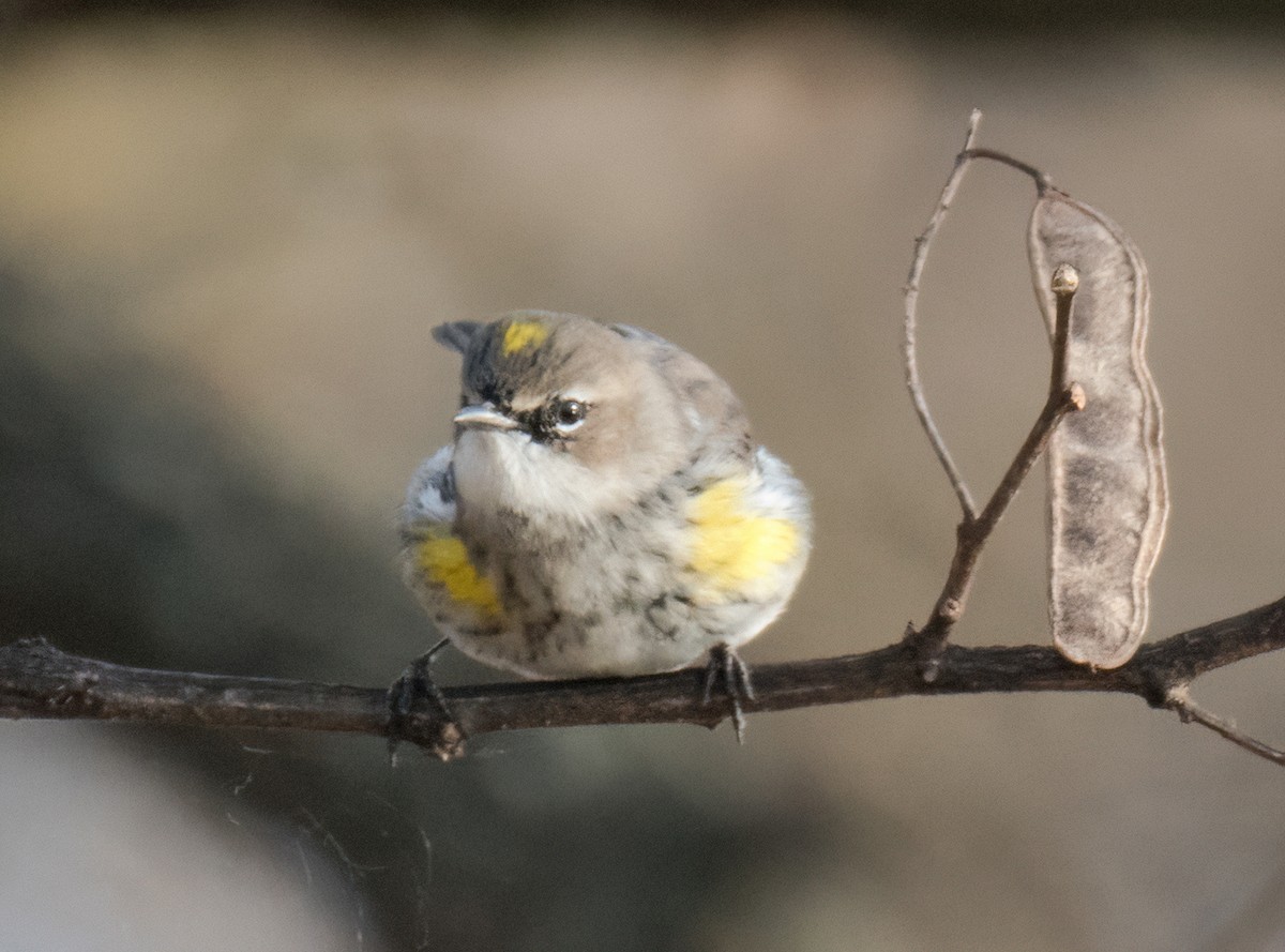 Yellow-rumped Warbler - ML611548359