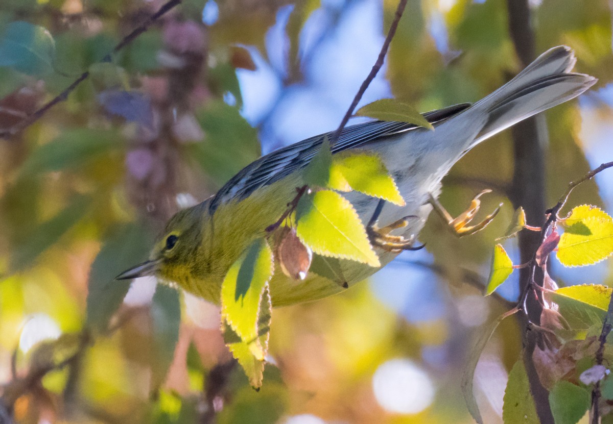 Pine Warbler - ML611548466