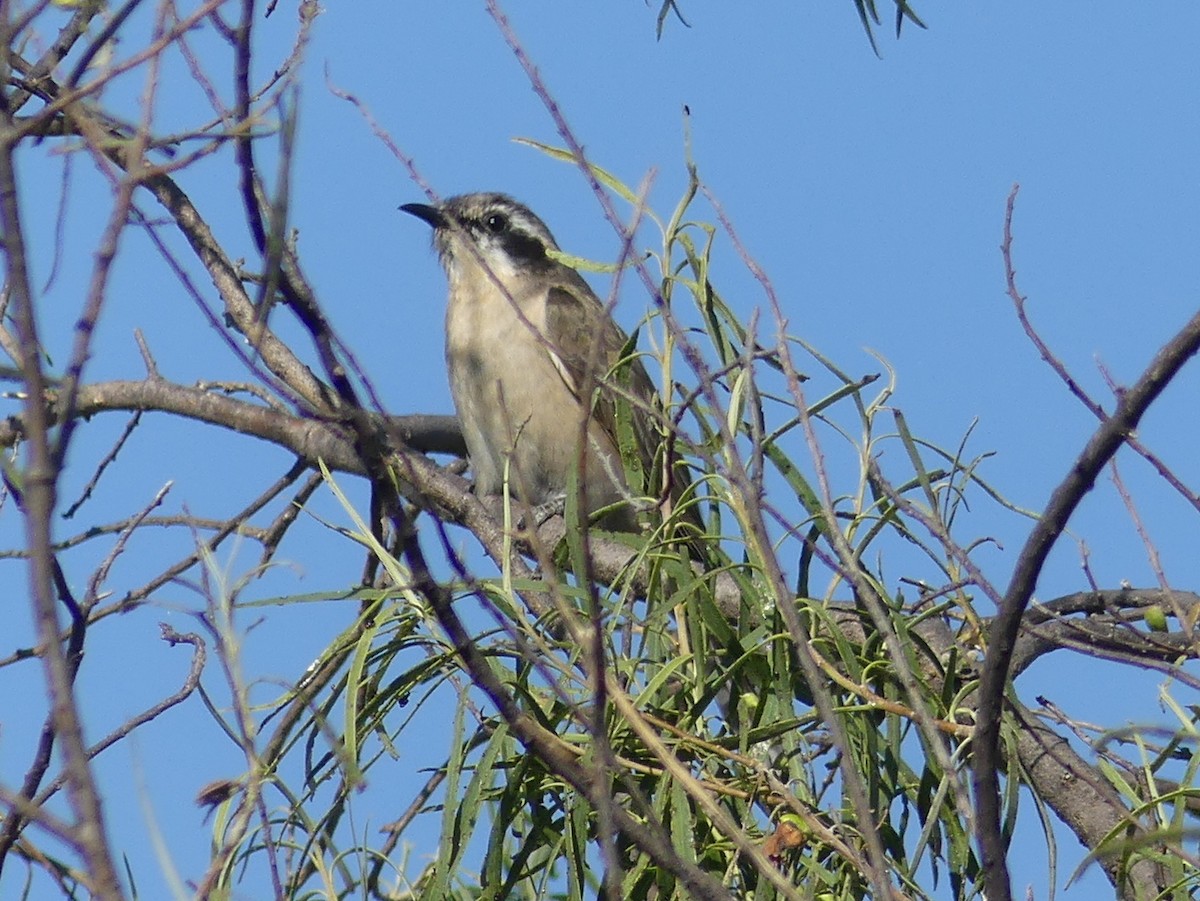 Black-eared Cuckoo - ML611548655