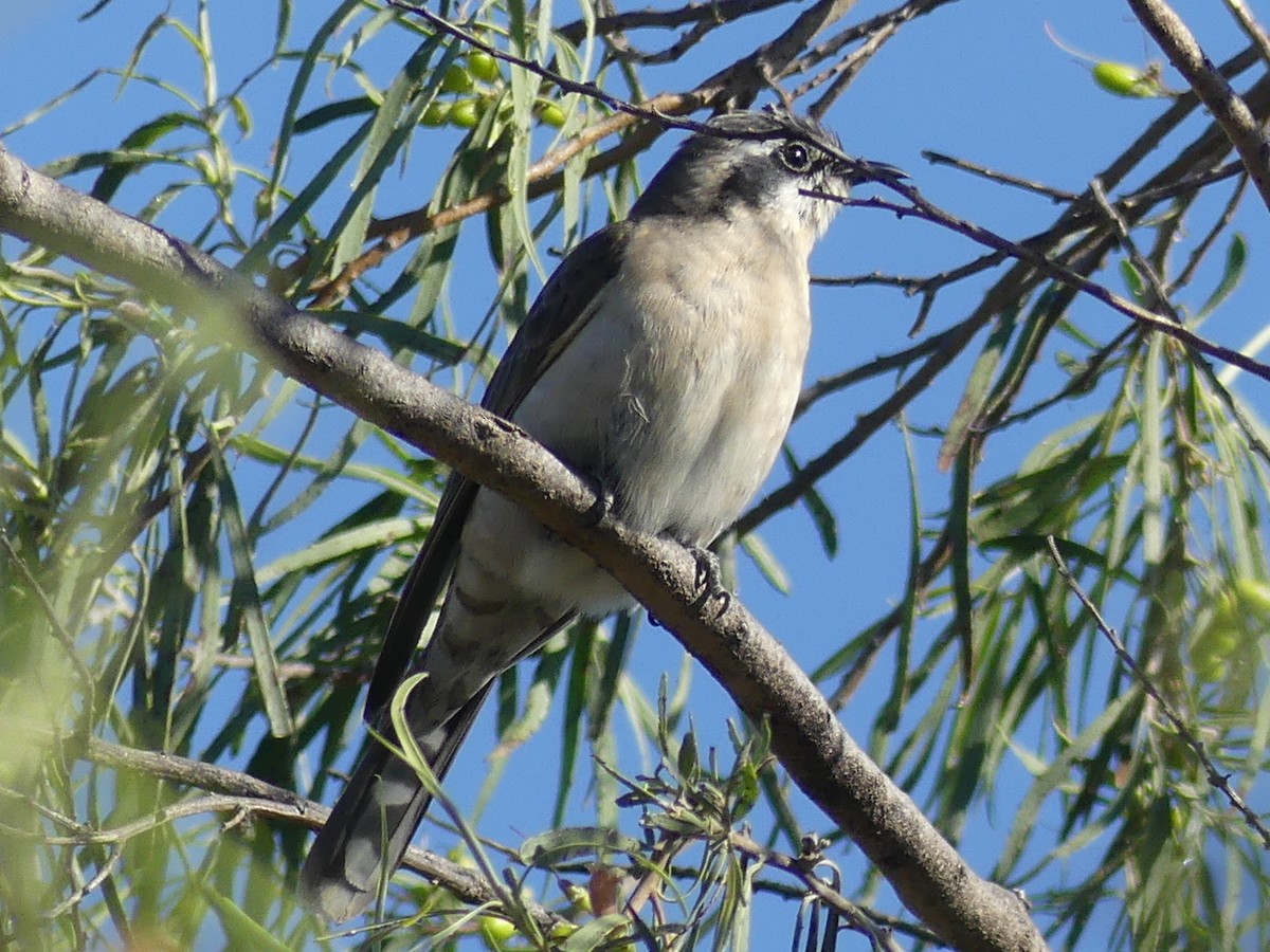 Black-eared Cuckoo - ML611548656