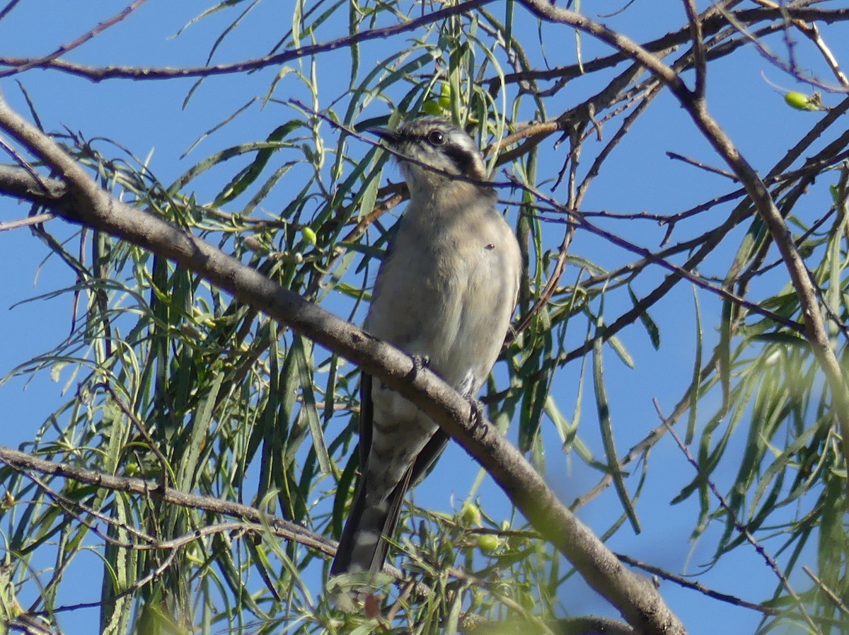 Black-eared Cuckoo - ML611548657