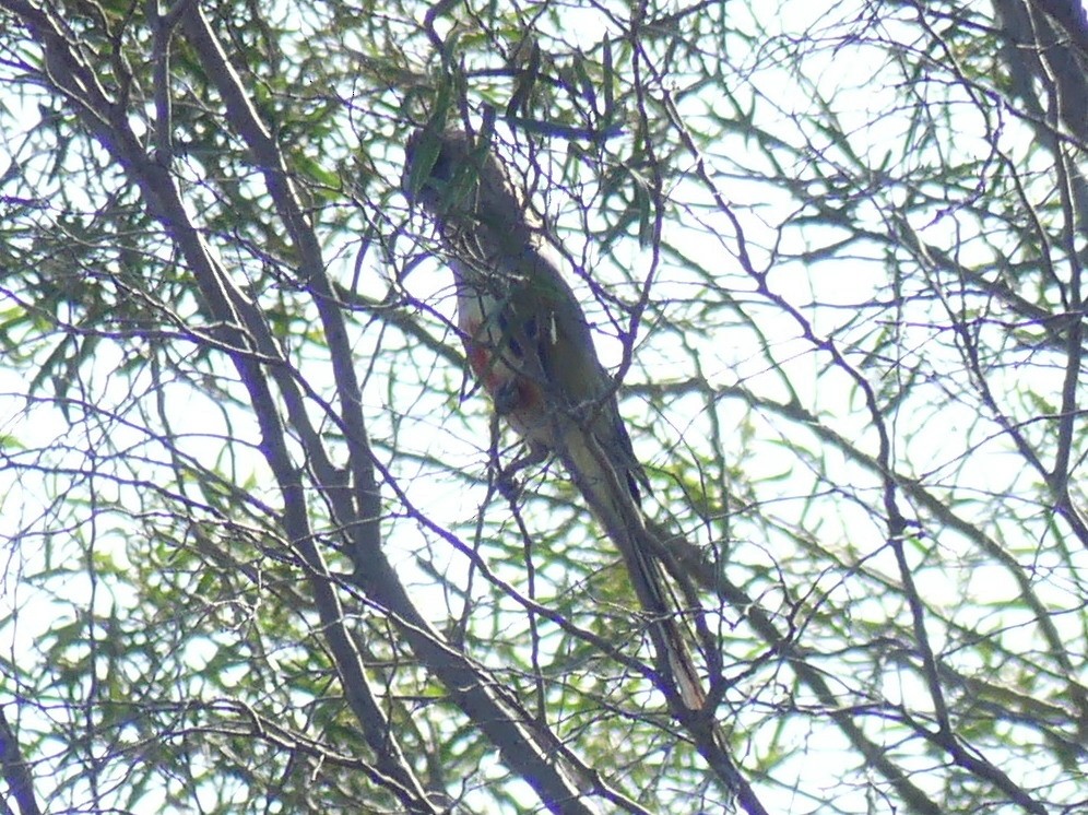 Perico Cariazul (haematogaster/pallescens) - ML611548671