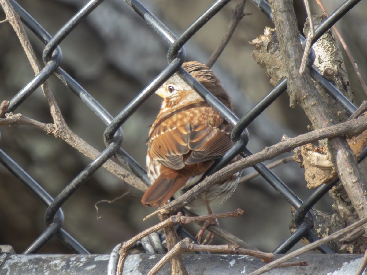 Fox Sparrow - ML611548686