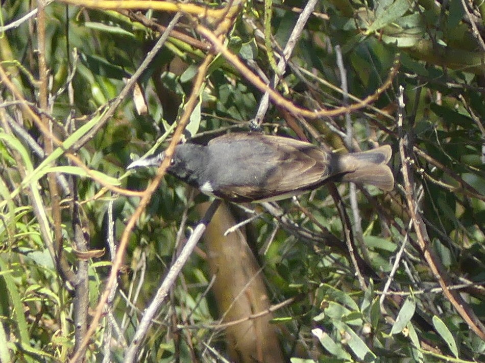 Black Honeyeater - ML611548687