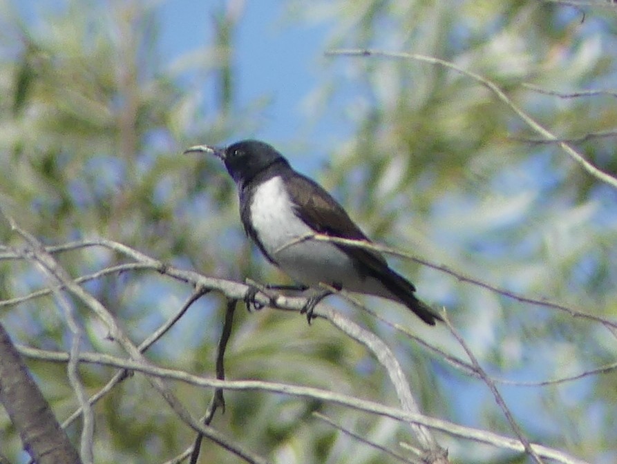 Black Honeyeater - ML611548688