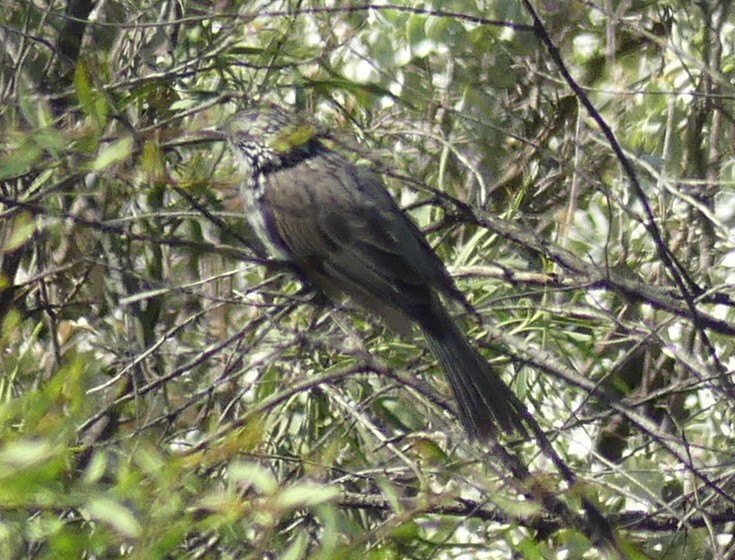 Striped Honeyeater - ML611548697