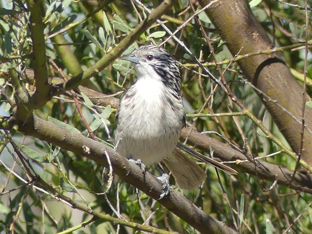 Striped Honeyeater - ML611548698