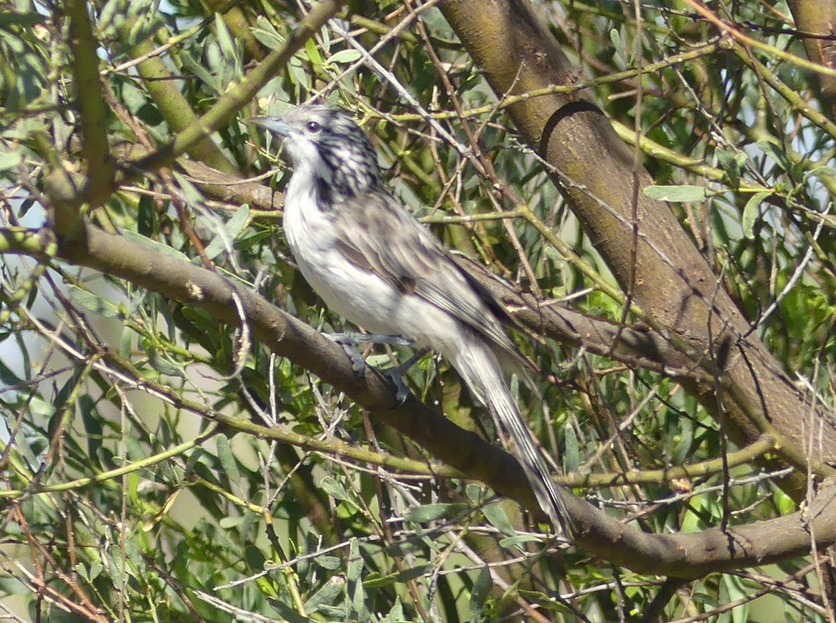 Striped Honeyeater - ML611548700