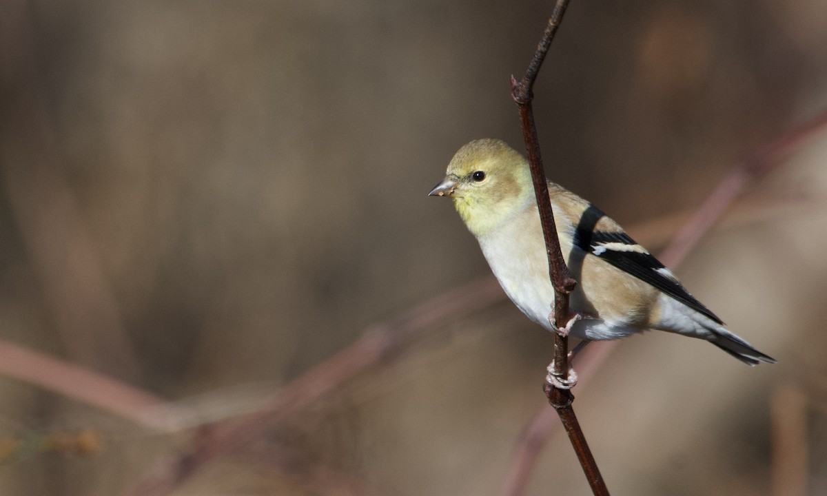 Chardonneret jaune - ML611548750