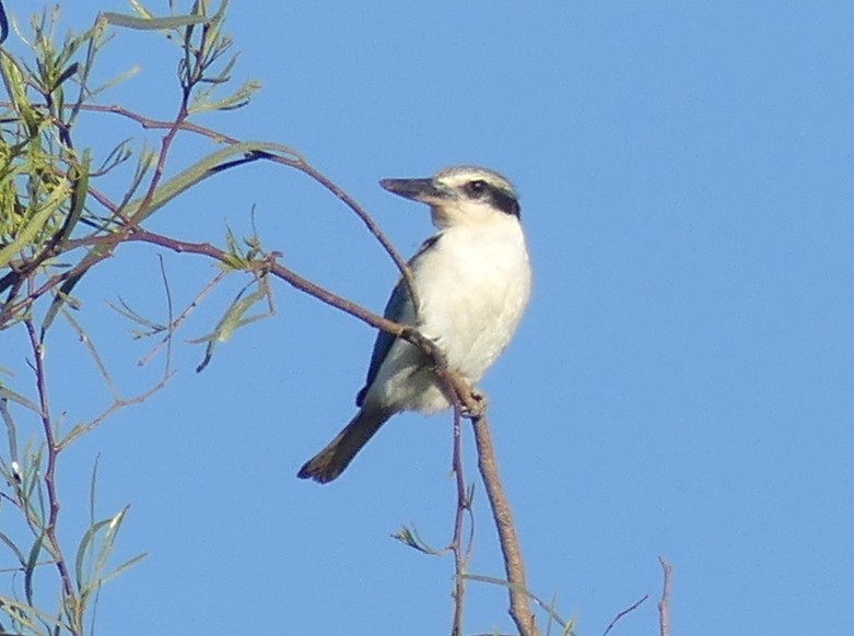 Red-backed Kingfisher - ML611548768