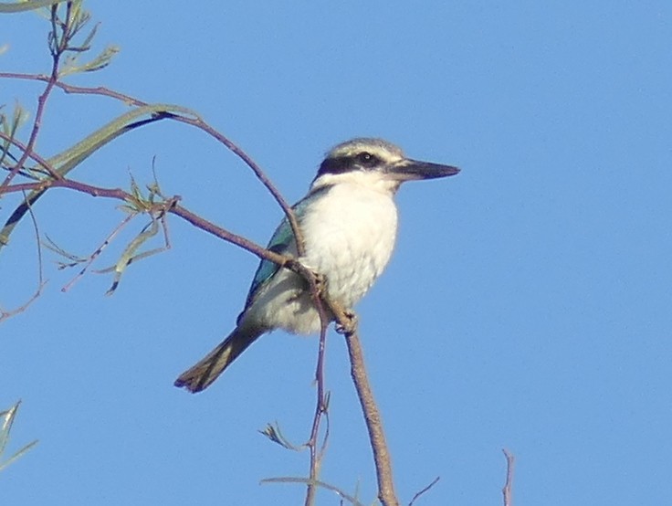 Red-backed Kingfisher - ML611548770