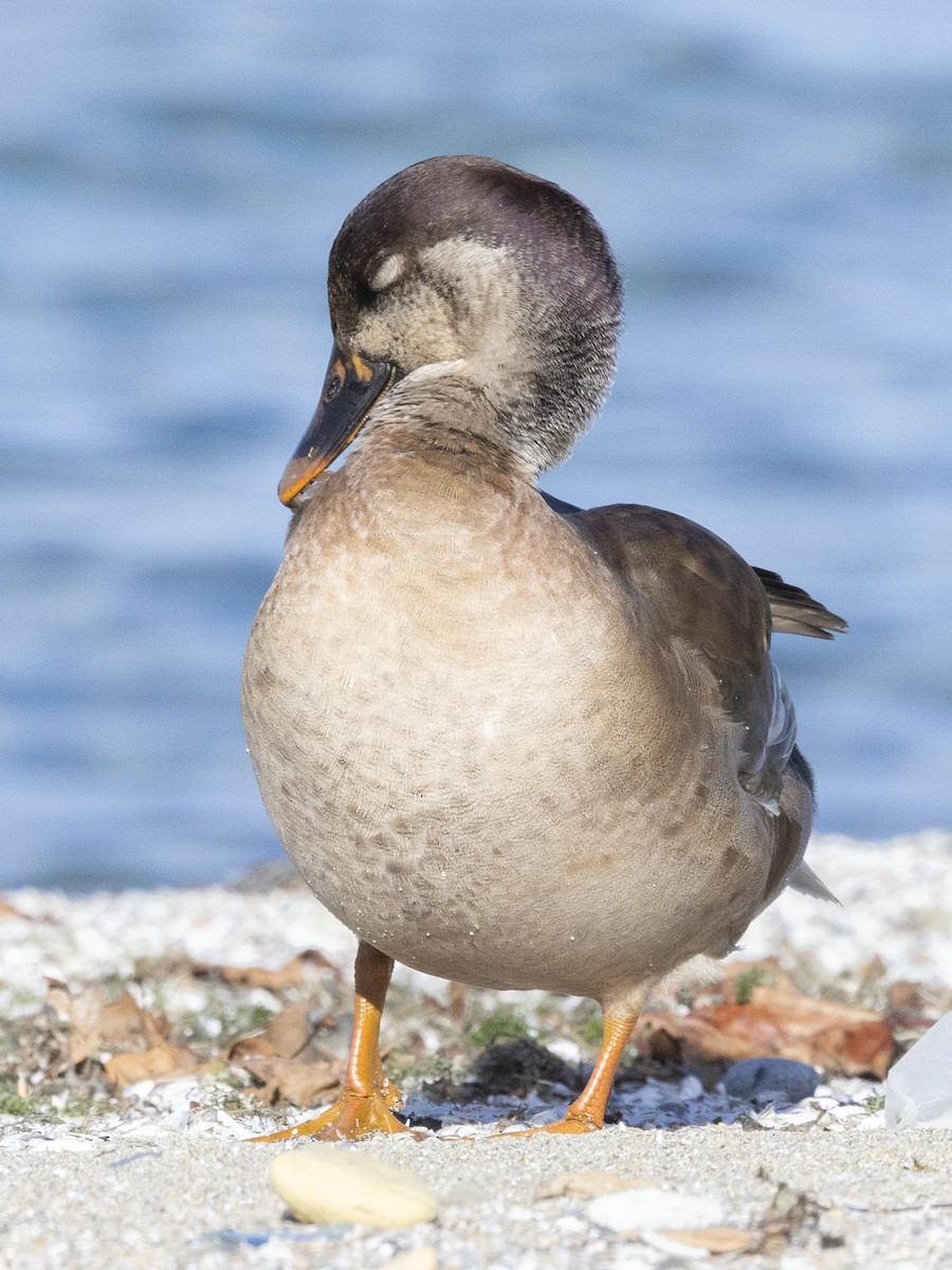 Mallard x Red-crested Pochard (hybrid) - ML611548839