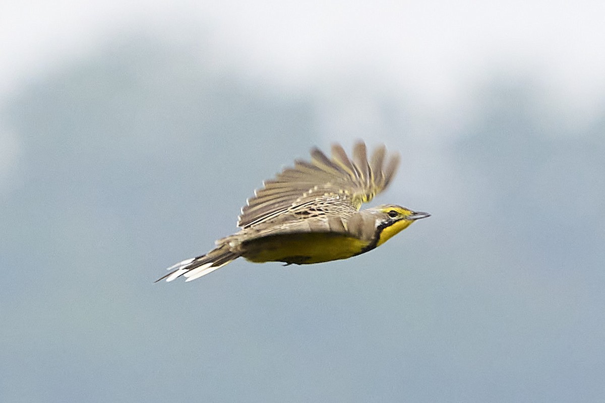 Yellow-throated Longclaw - ML611548864