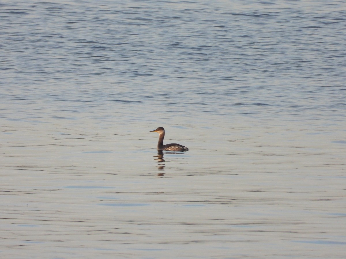 Red-necked Grebe - ML611548868