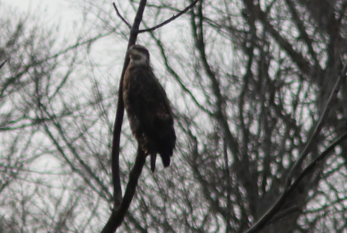 Bald Eagle - ML611548934