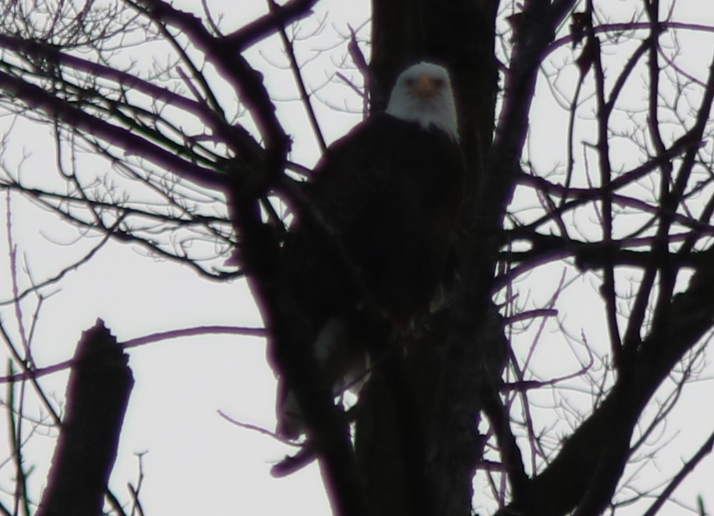 Bald Eagle - ML611548965