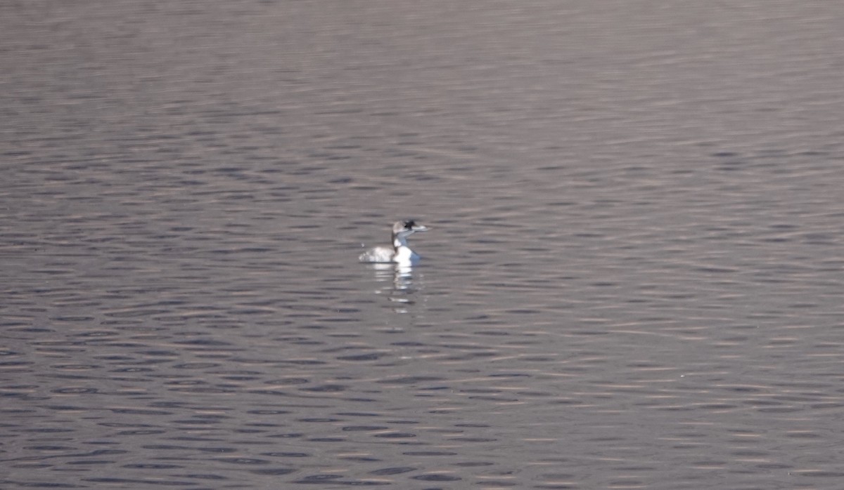 Common Loon - sonja raub