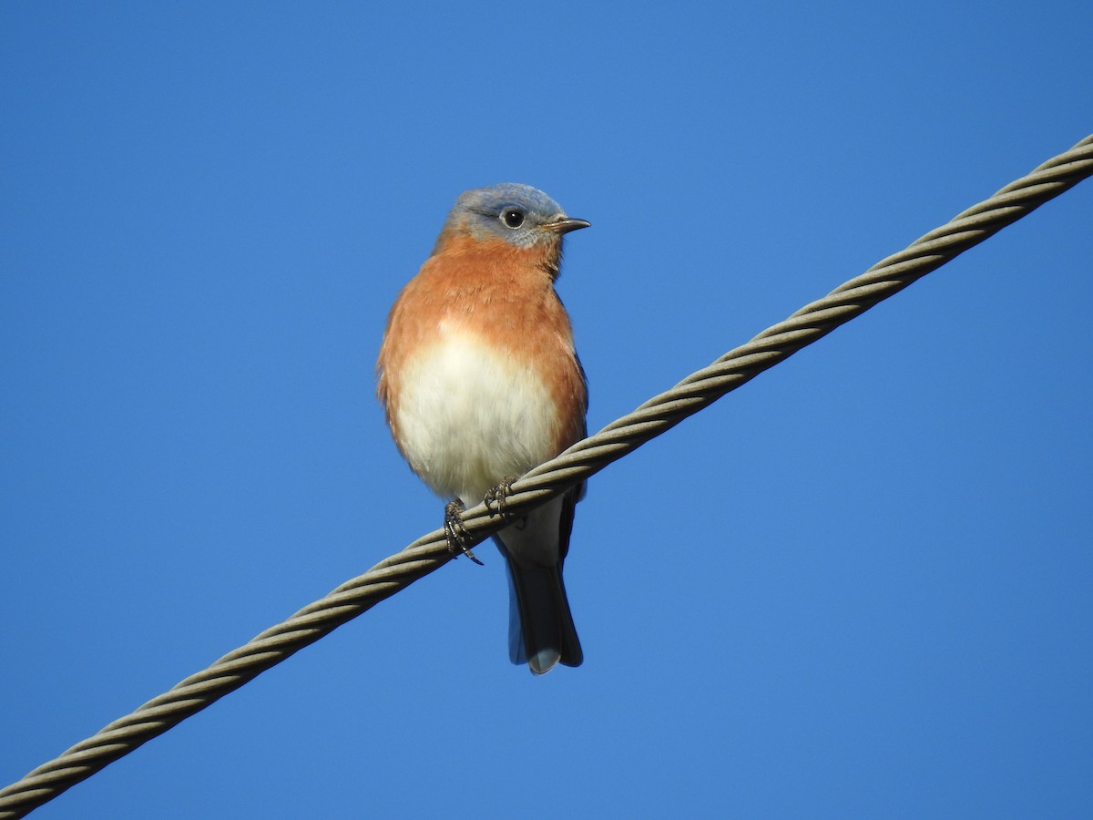 Eastern Bluebird - ML611549033