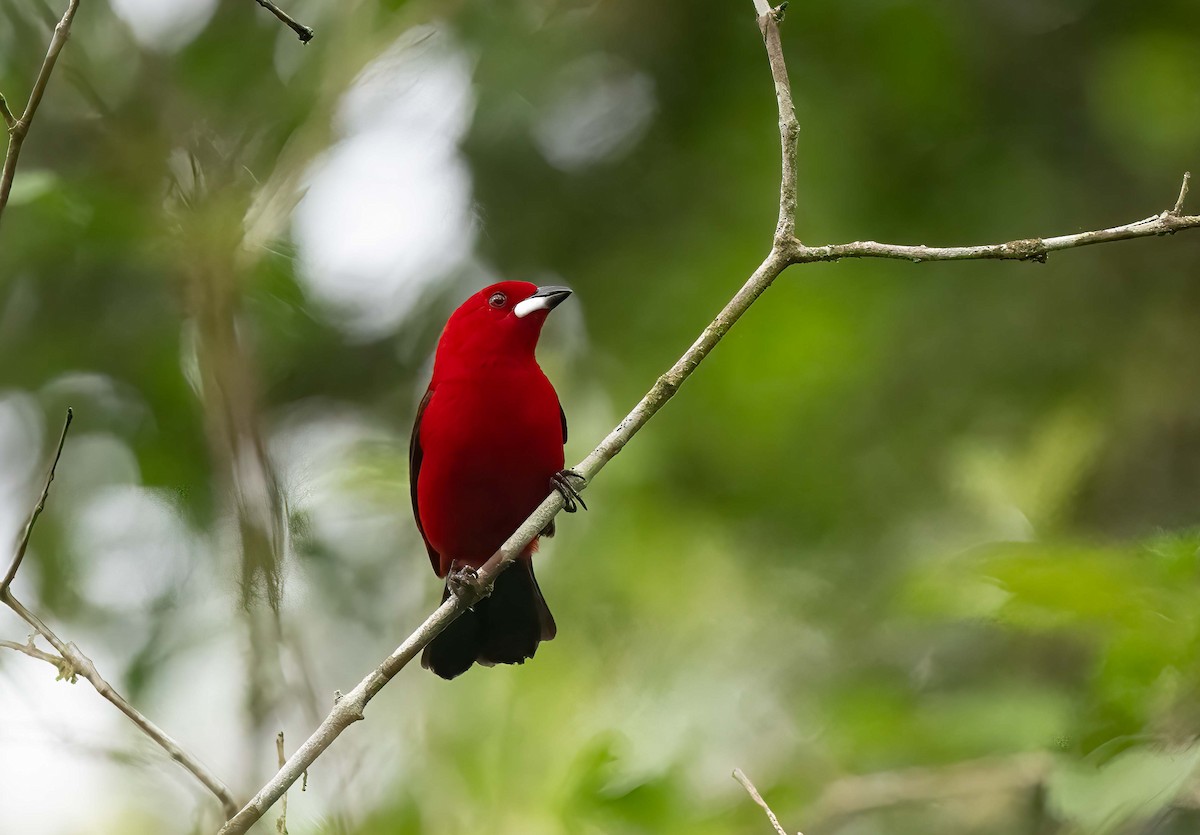 Brazilian Tanager - Luis R Figueroa