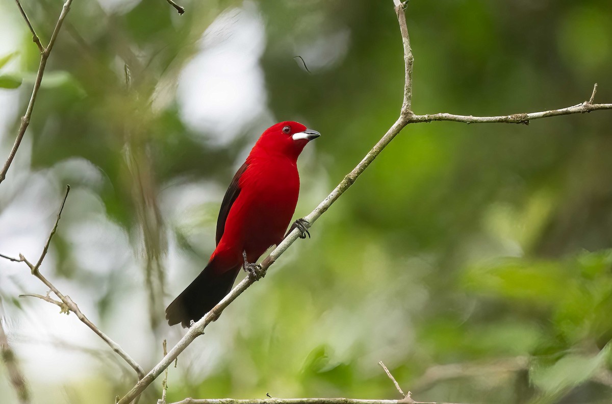 Brazilian Tanager - Luis R Figueroa