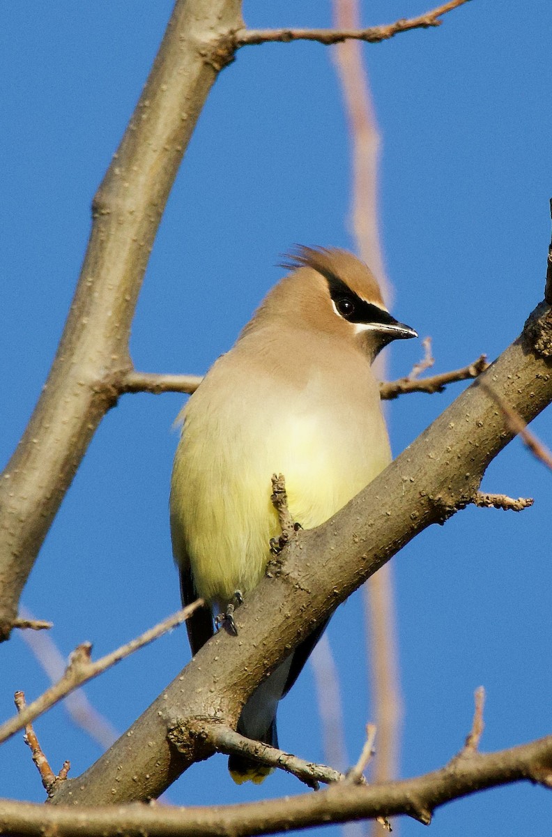 Cedar Waxwing - ML611549180