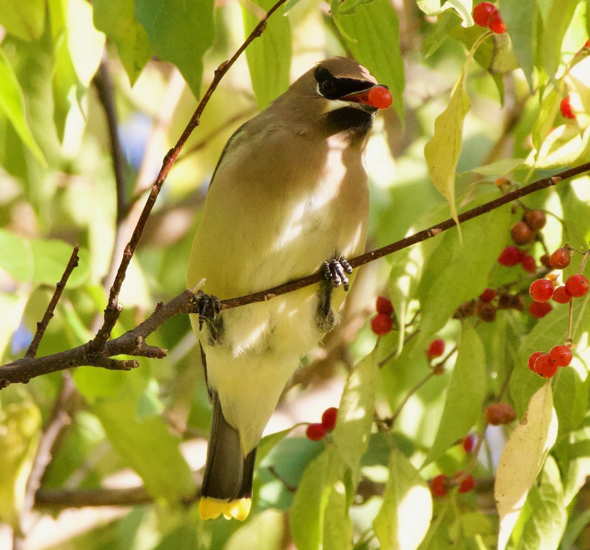 Cedar Waxwing - Michael Yellin