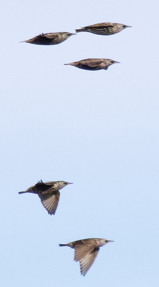 Arabazozo pikarta - ML611549280