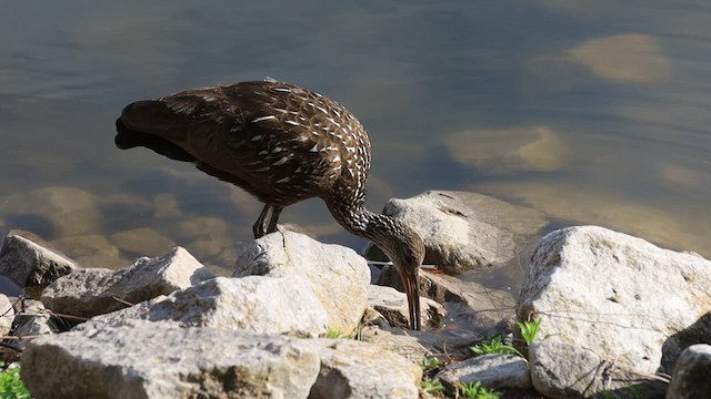 Limpkin - ML611549524