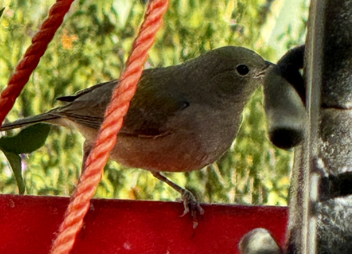 Painted Bunting - ML611549544