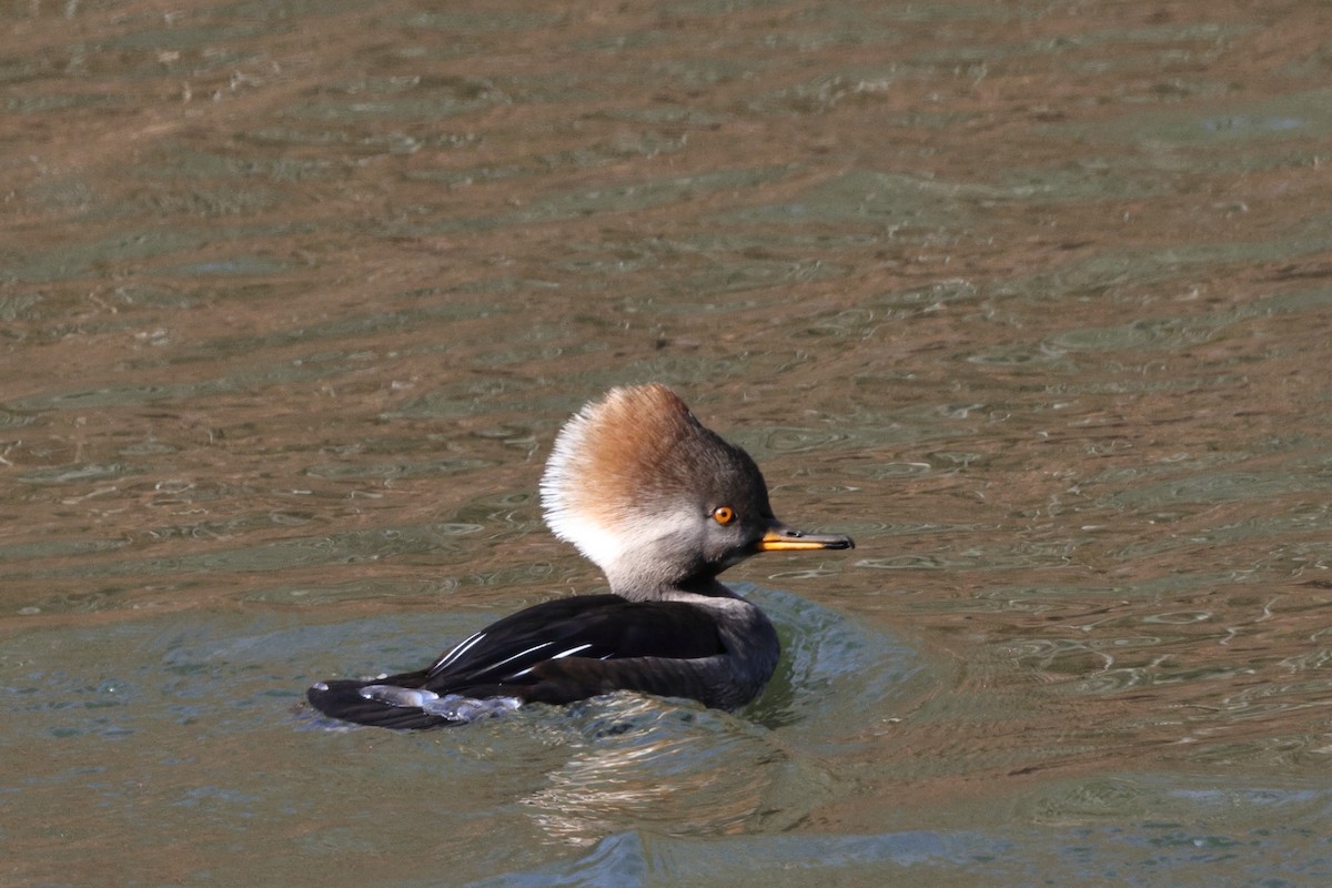 Hooded Merganser - ML611549620