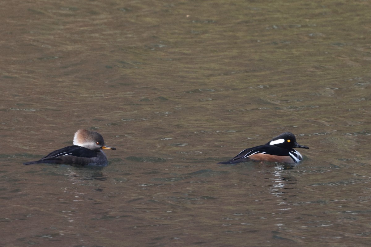 Hooded Merganser - ML611549627