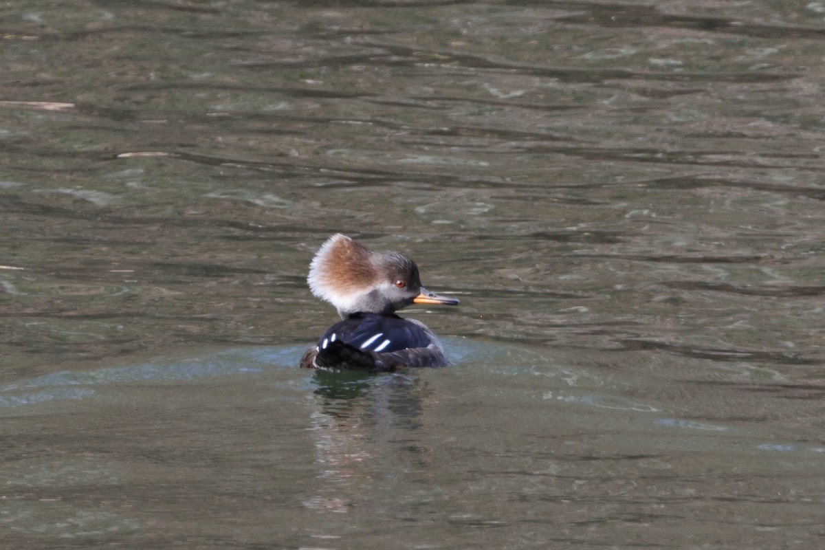 Hooded Merganser - ML611549635