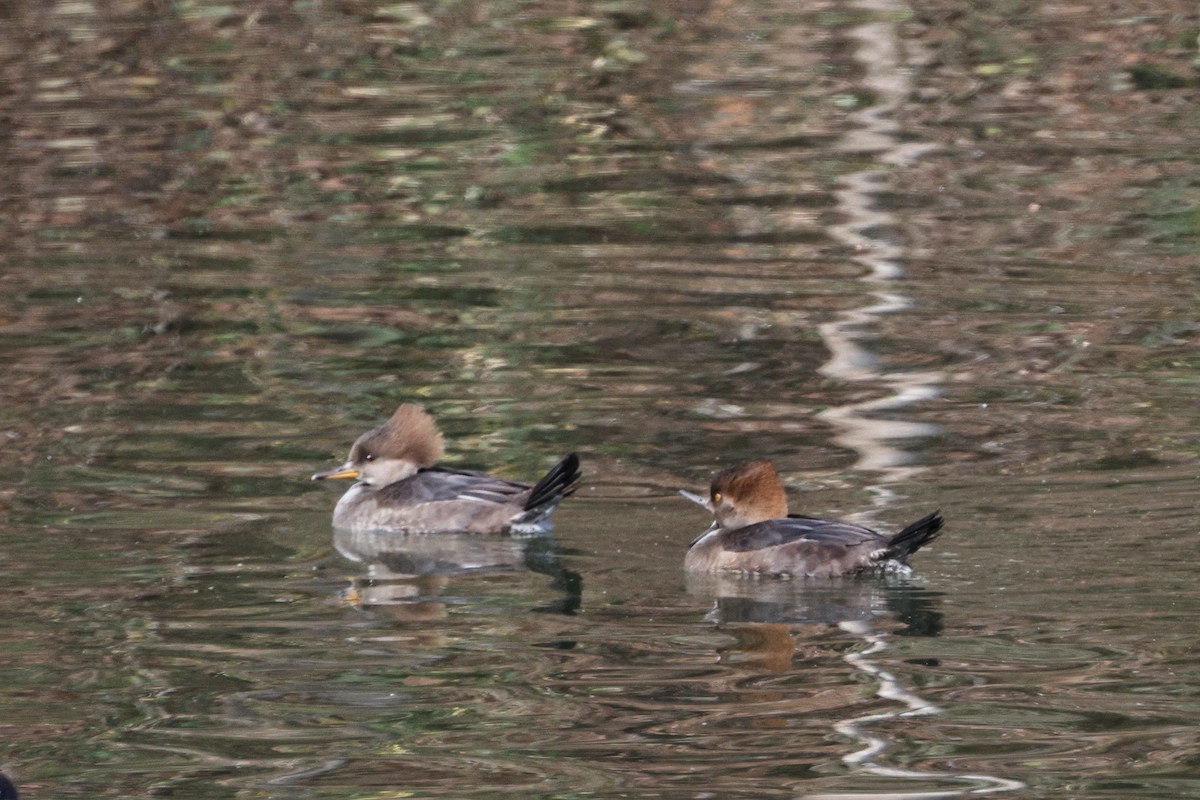 Hooded Merganser - ML611549664