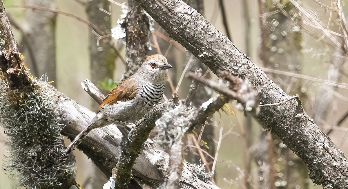 Rufous-capped Antshrike - Luis R Figueroa