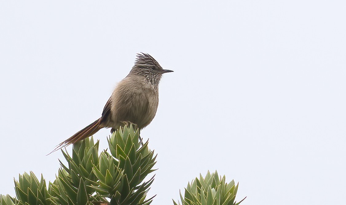 Araucaria Tit-Spinetail - Luis R Figueroa