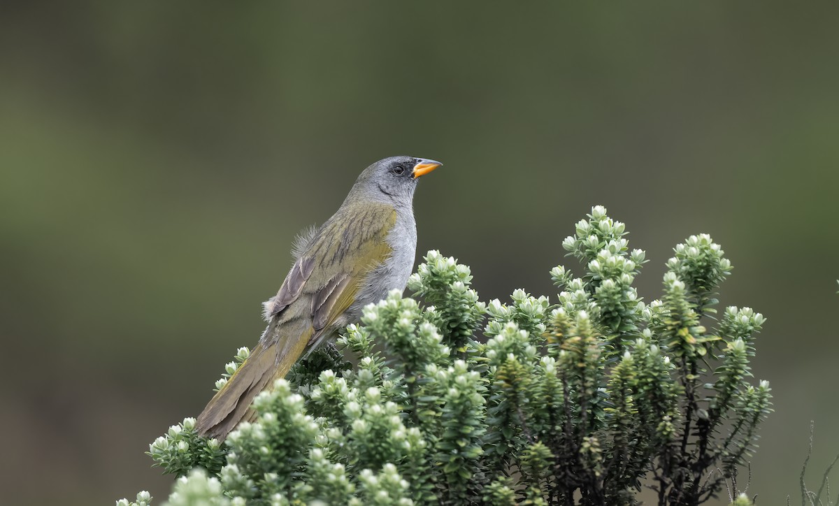 Great Pampa-Finch - Luis R Figueroa