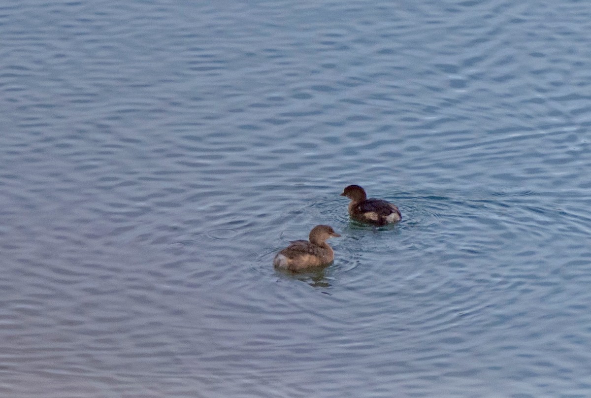 Pied-billed Grebe - ML611549969