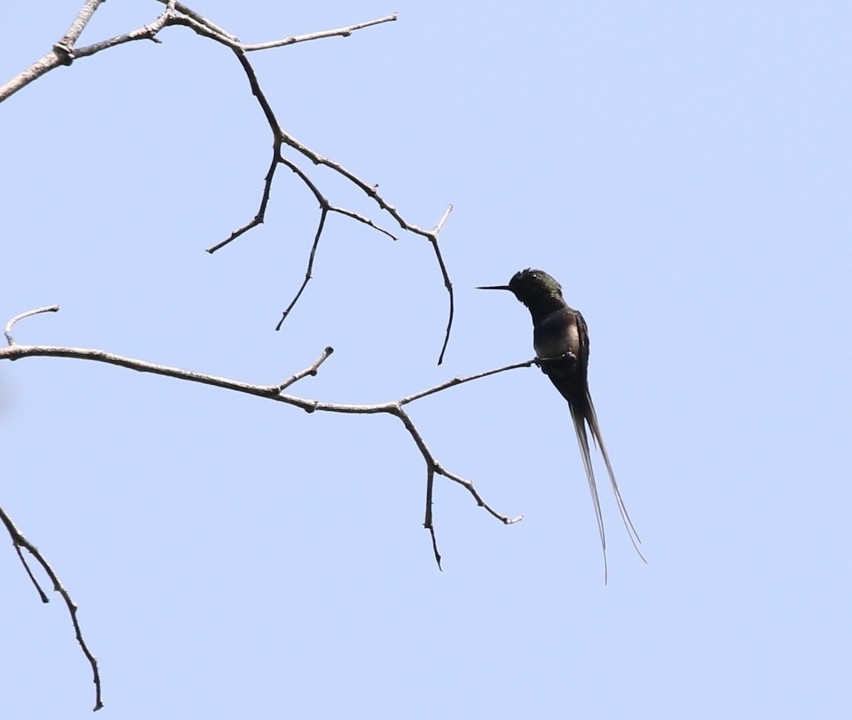 Black-bellied Thorntail - Richard Greenhalgh