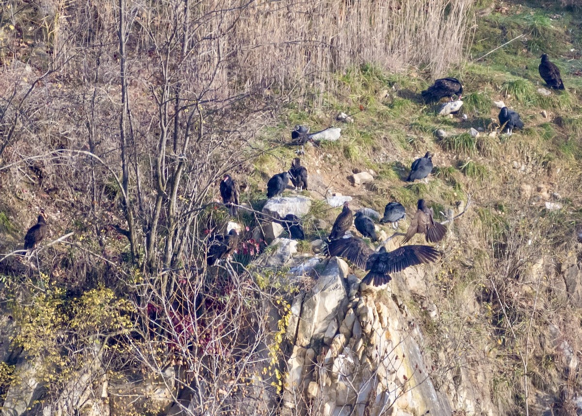 Turkey Vulture - ML611549988