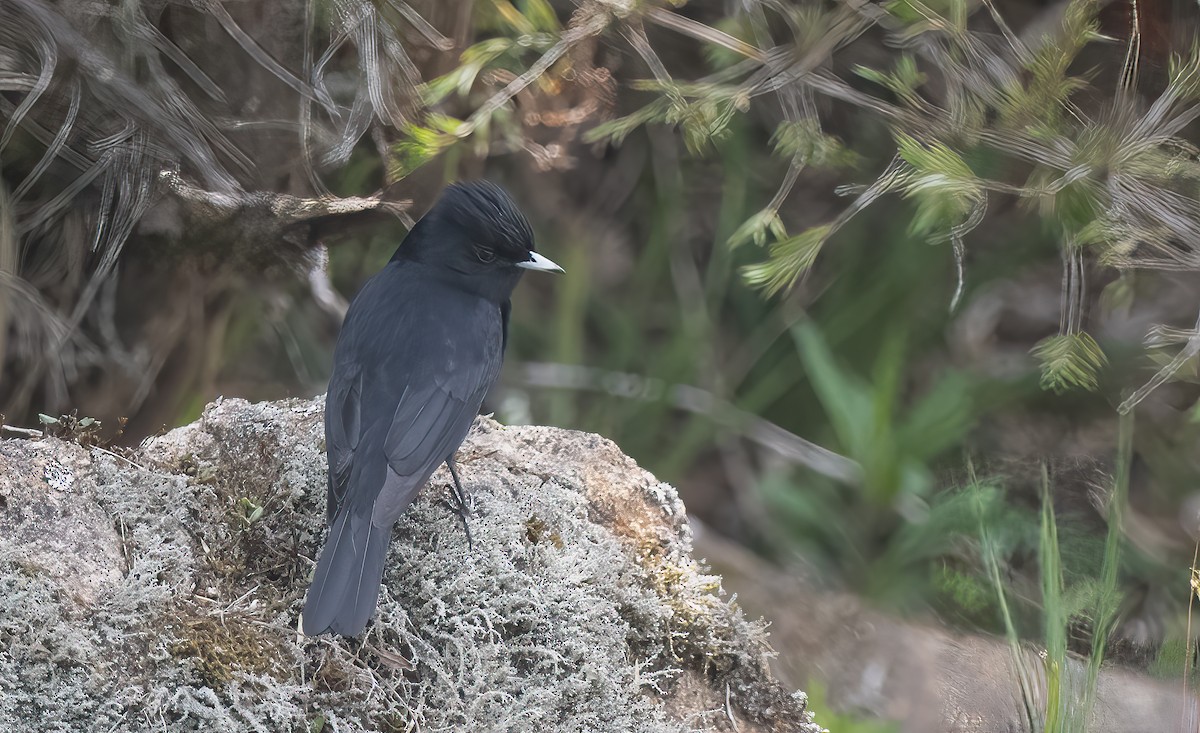 Velvety Black-Tyrant - Luis R Figueroa