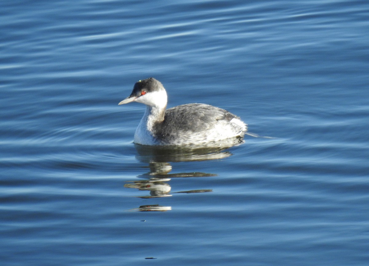 Horned Grebe - ML611550049