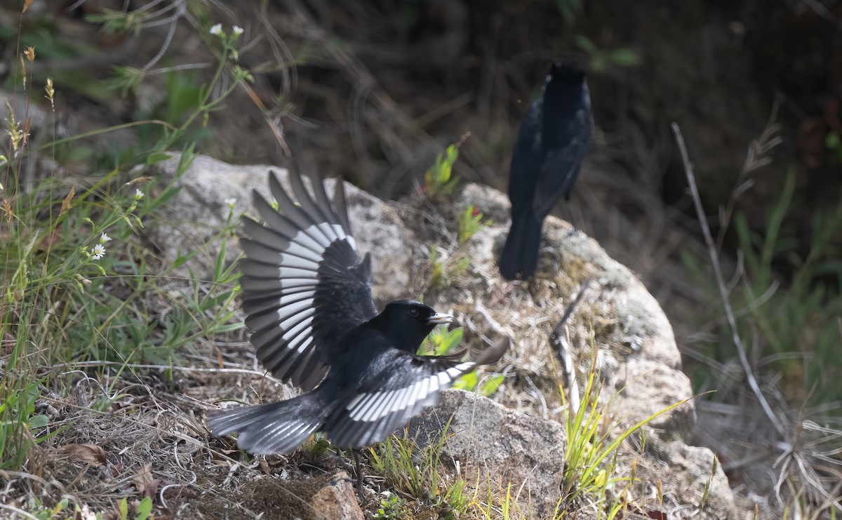 Velvety Black-Tyrant - Luis R Figueroa