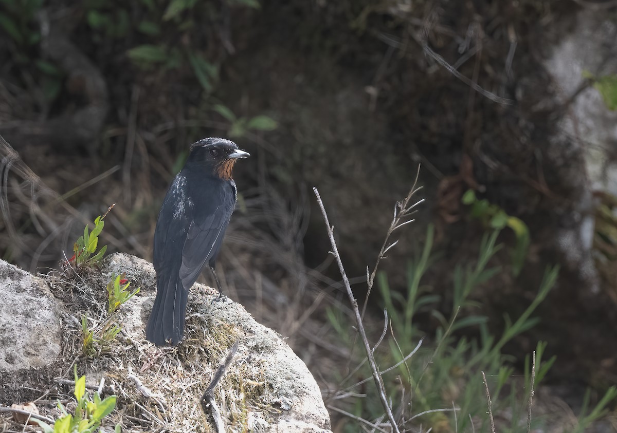 Velvety Black-Tyrant - Luis R Figueroa